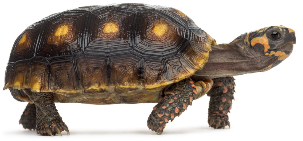 Red-footed tortoises (1,5 years old), Chelonoidis carbonaria, in front of a white background