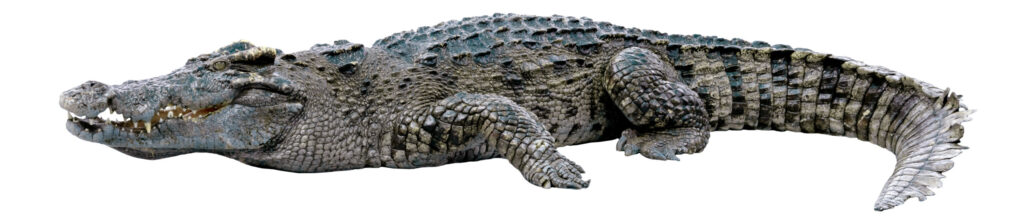 Das Starland Tropenwald-Schutzprojekt IndigoStar