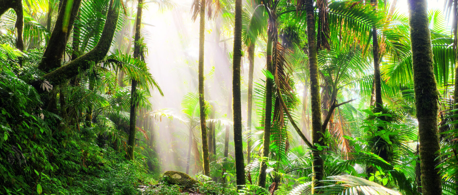 The Anvil morning mist