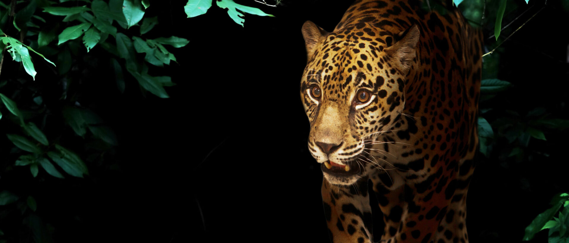 jaguar in tropical rainforest at night