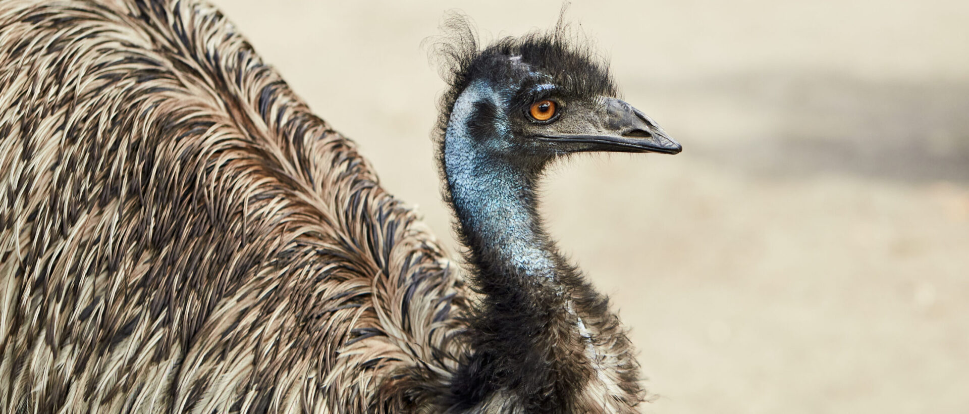 Close-up of an ostrich's head on a blurred background of nature. Americana ostrich nandu is a large bird looking away.