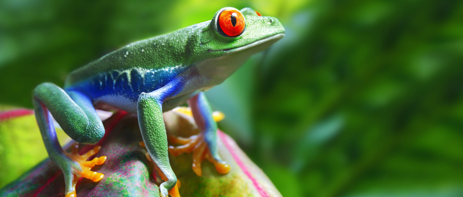 Red-Eyed Tree Frog