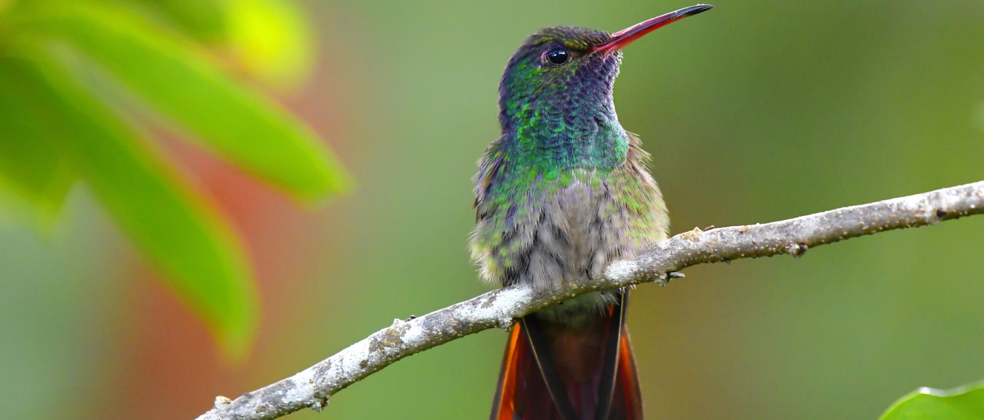 Rufous-tailed hummingbird perching on a branch