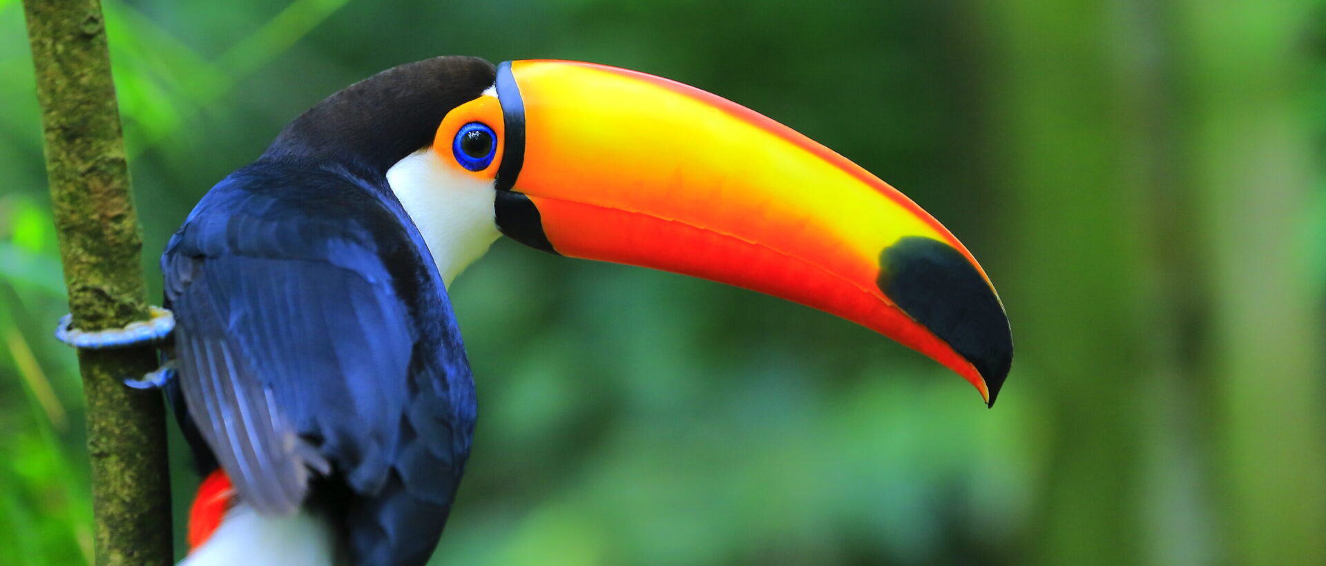 Colorful cute Toucan tropical bird, Brazilian Amazon – blurred green background