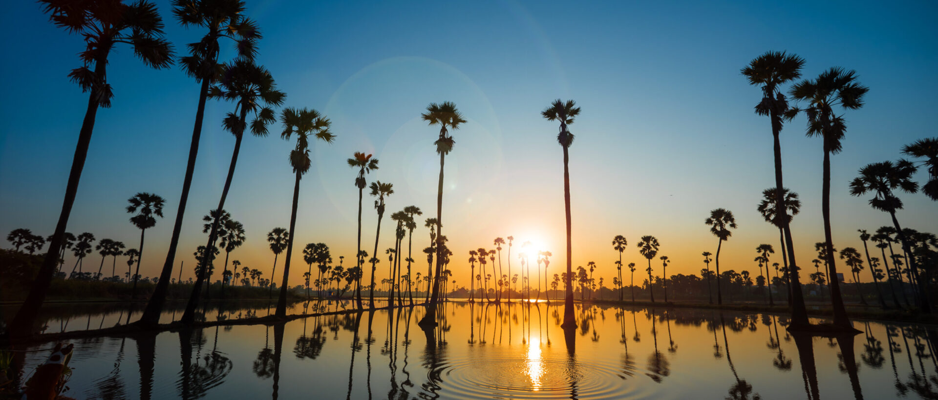 Silhouette and reflection of Palm trees.